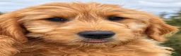 Mini Goldendoodle dogs for sale: Healthy Happy Goldendoodle Puppies - Advert 2