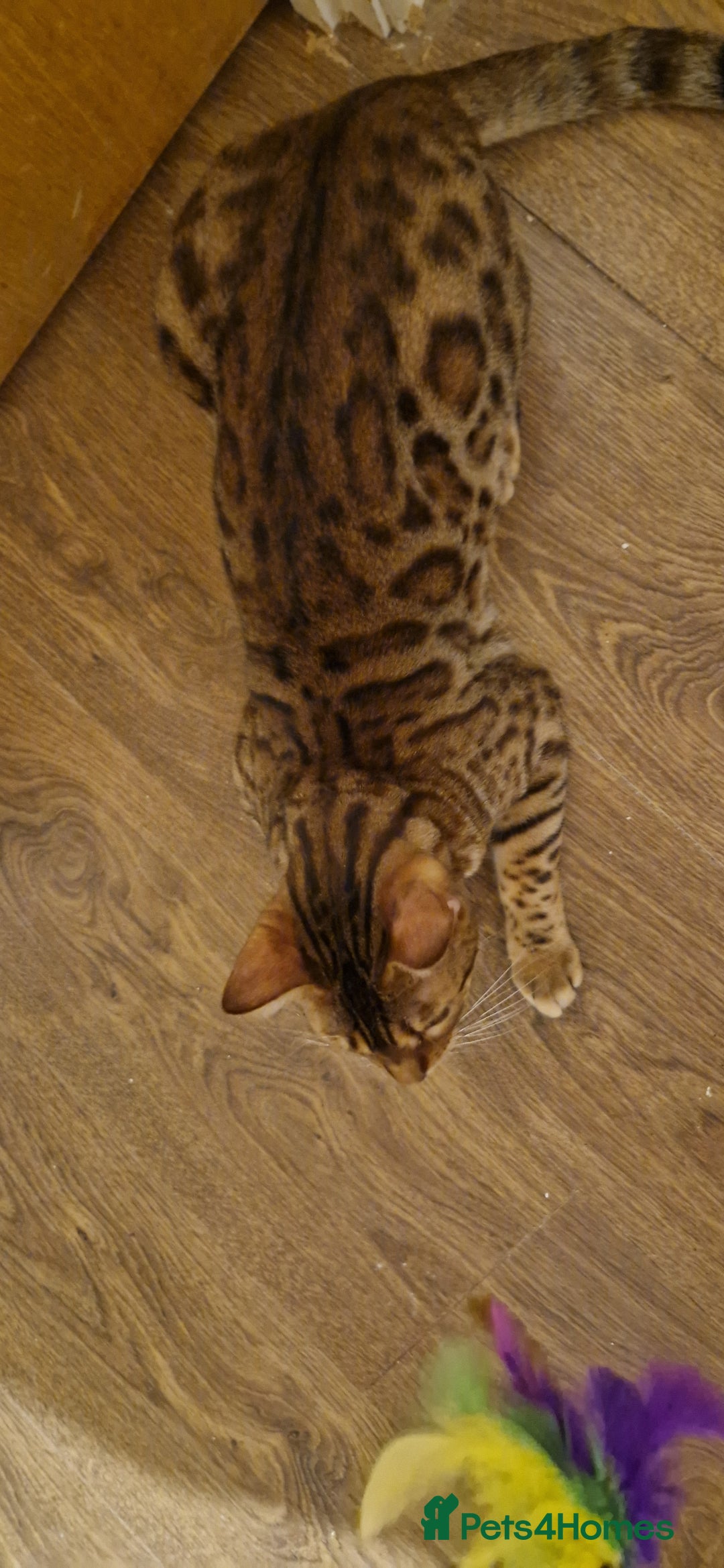 Bengal cats for sale: Pure Bengal Boy❤️ - Advert 6