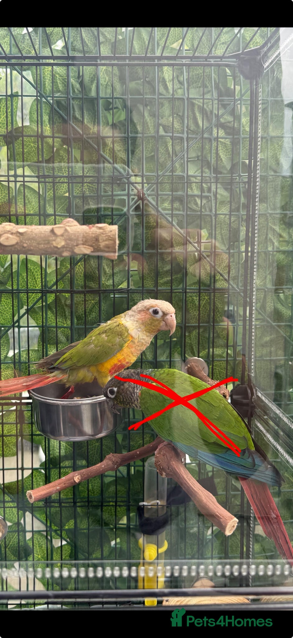 Conures birds Beautiful Pineapple Conure - Advert 21