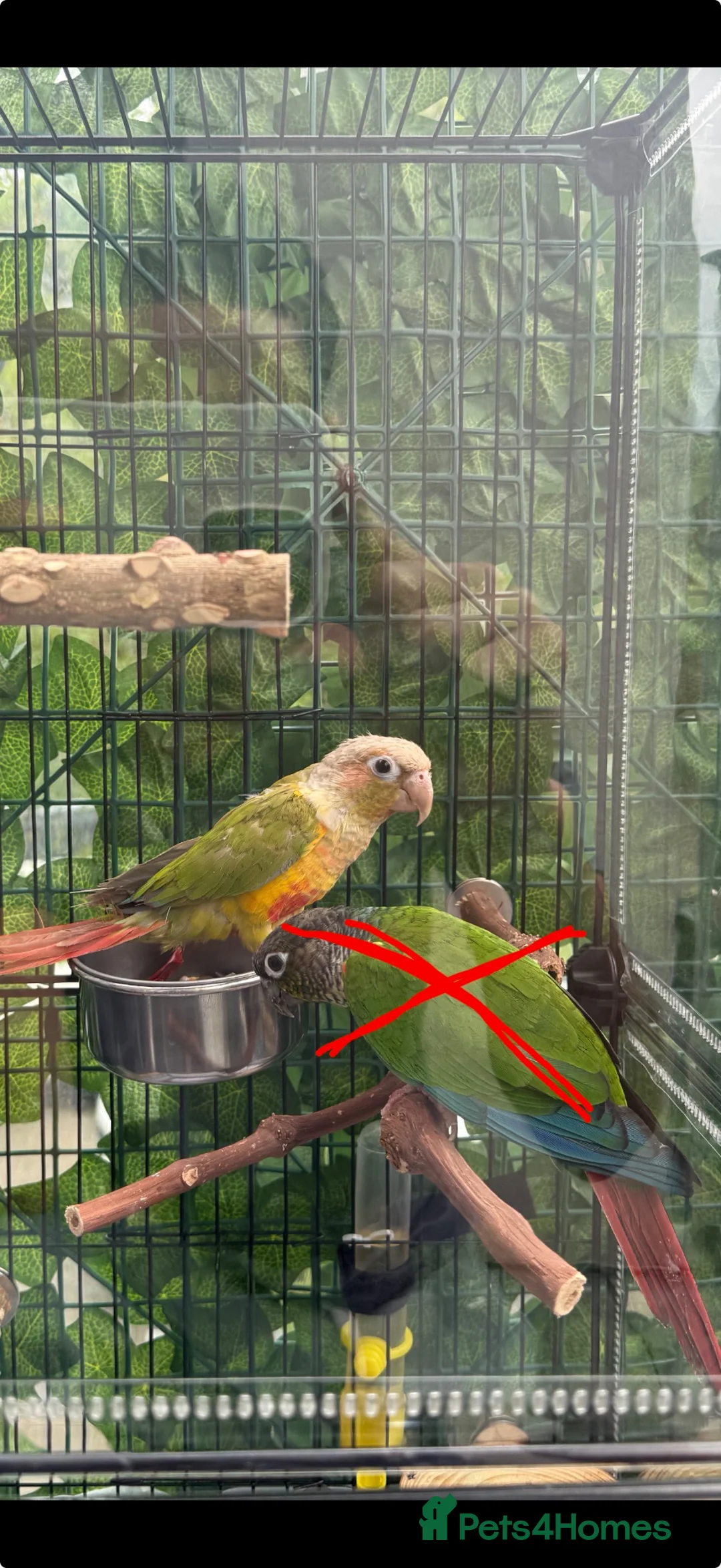 Conures birds for sale: Beautiful Pineapple Conure - Advert 1