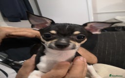 Chihuahua dogs for sale: Gorgeous tiny chibuahuas - Image 28
