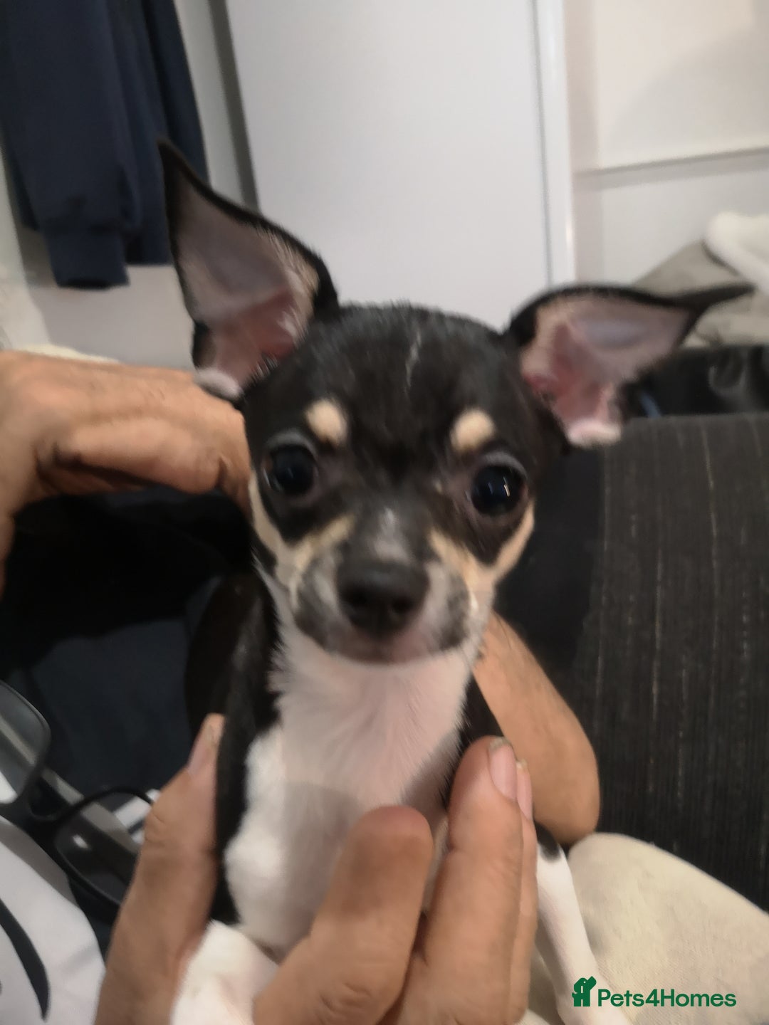 Chihuahua dogs for sale: Gorgeous tiny chibuahuas - Image 28