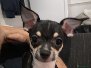 Chihuahua dogs Gorgeous tiny chibuahuas - Advert 12