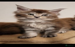 Maine Coon cats for sale: Maine coon pedigree kittens  - Image 9