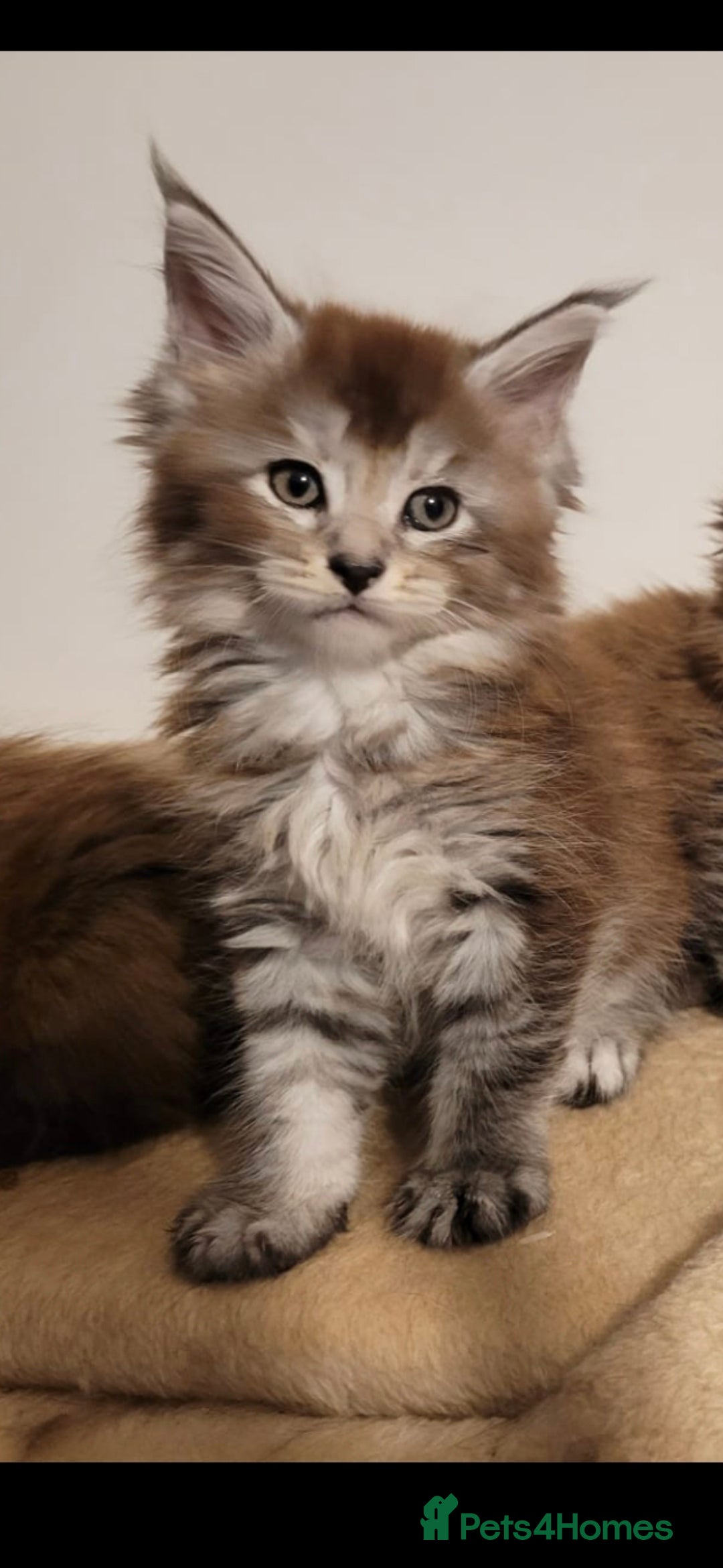 Maine Coon cats for sale: Maine coon pedigree kittens  - Image 9