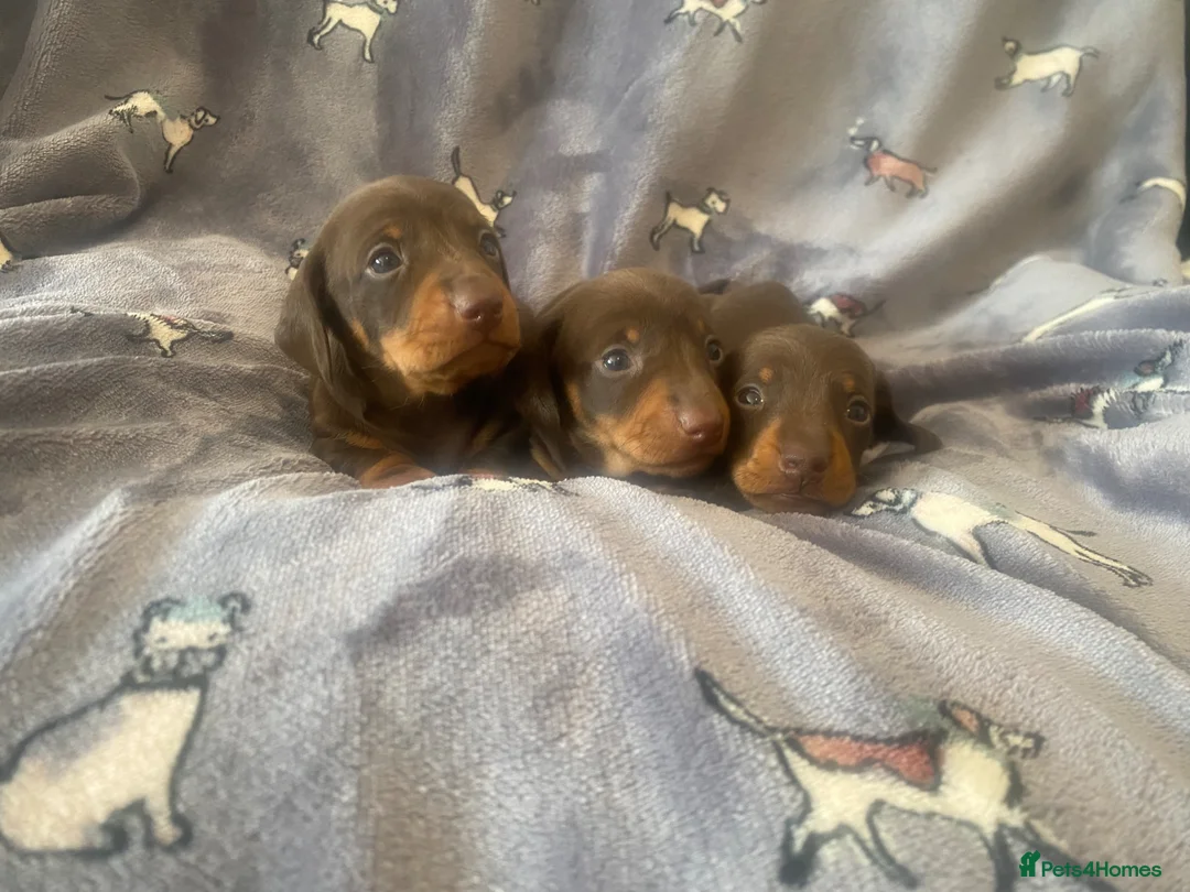 Miniature Dachshund dogs for sale: Beautiful Dachshund Puppies  in Mansfield - Advert 4