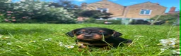 Dachshund dogs for sale: Dachshund puppies in Leicester - Advert 11
