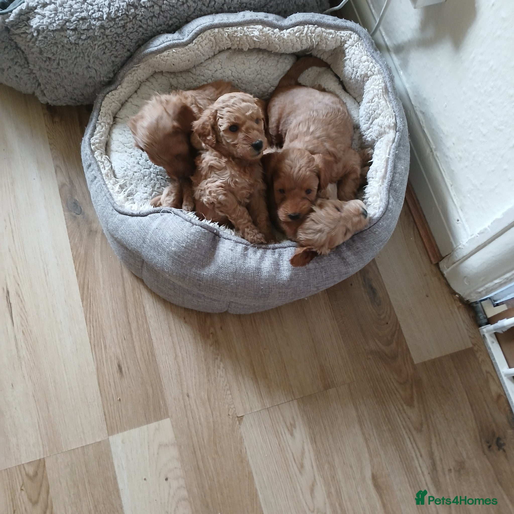 Schnoodle dogs Beautiful F1B Miniature Schnoodle Puppies  - Advert 2