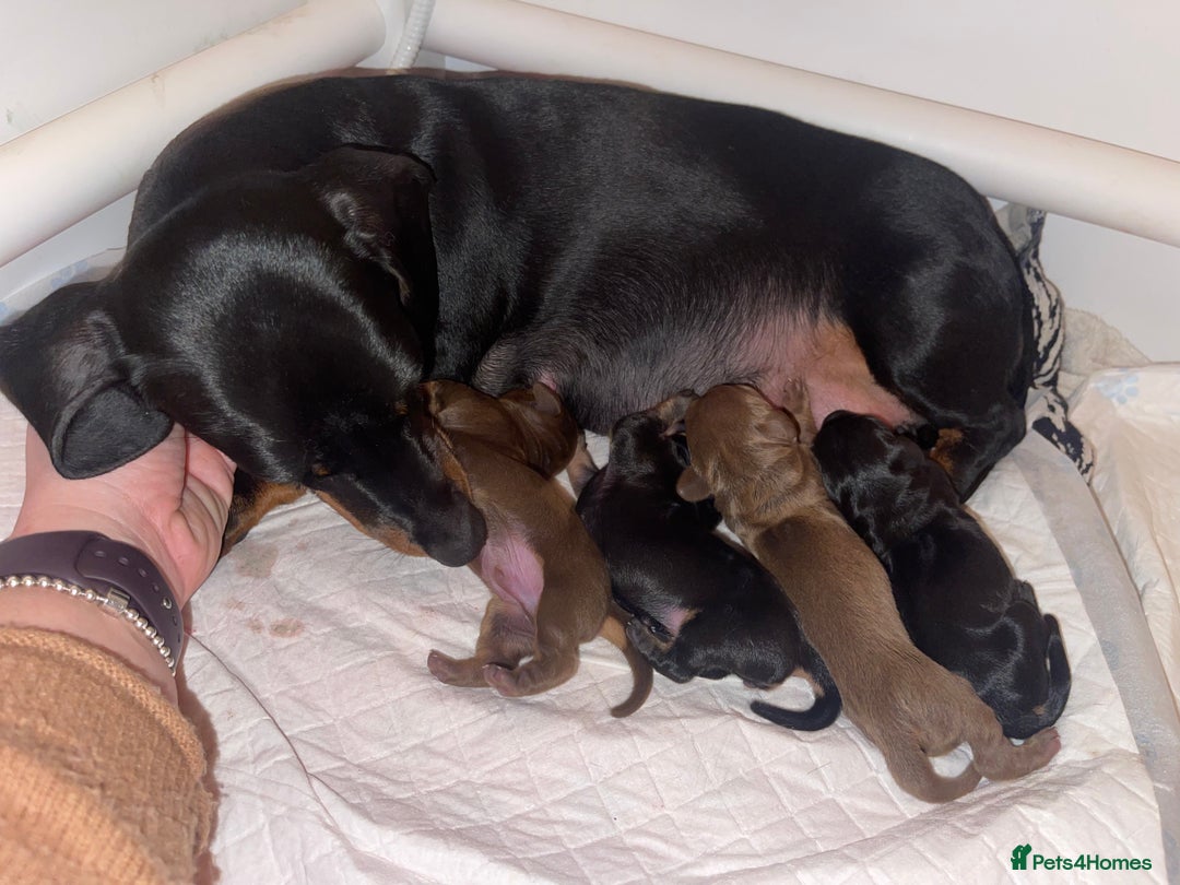 Miniature Dachshund dogs for stud: Proven KC Reg, PRA clear, Miniature Dachshund  in Hinckley - Image 17