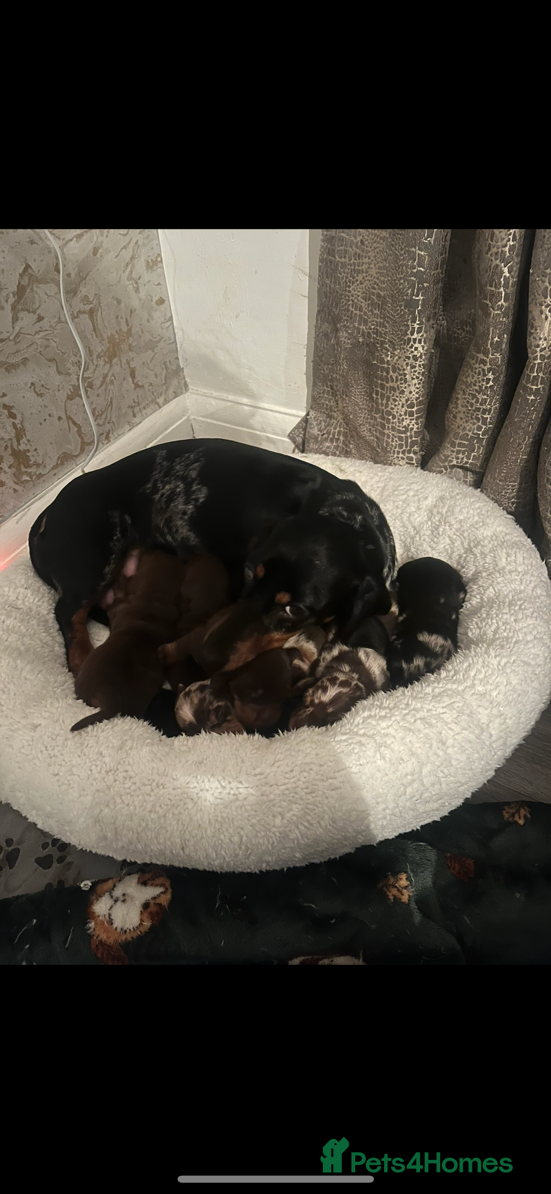 Miniature Dachshund dogs for sale: 🐾 Miniature Dachshund Puppies 🐶  - Image 5