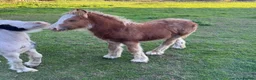 Miniature horses for sale: mini cob boys - Advert 9