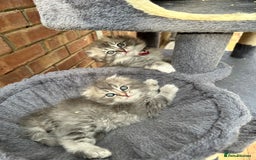 Scottish Fold cats for sale: Stunningly beautiful Scottish Fold x Ragdoll  - Image 7