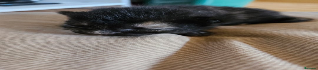Mixed Breed Kitten 4