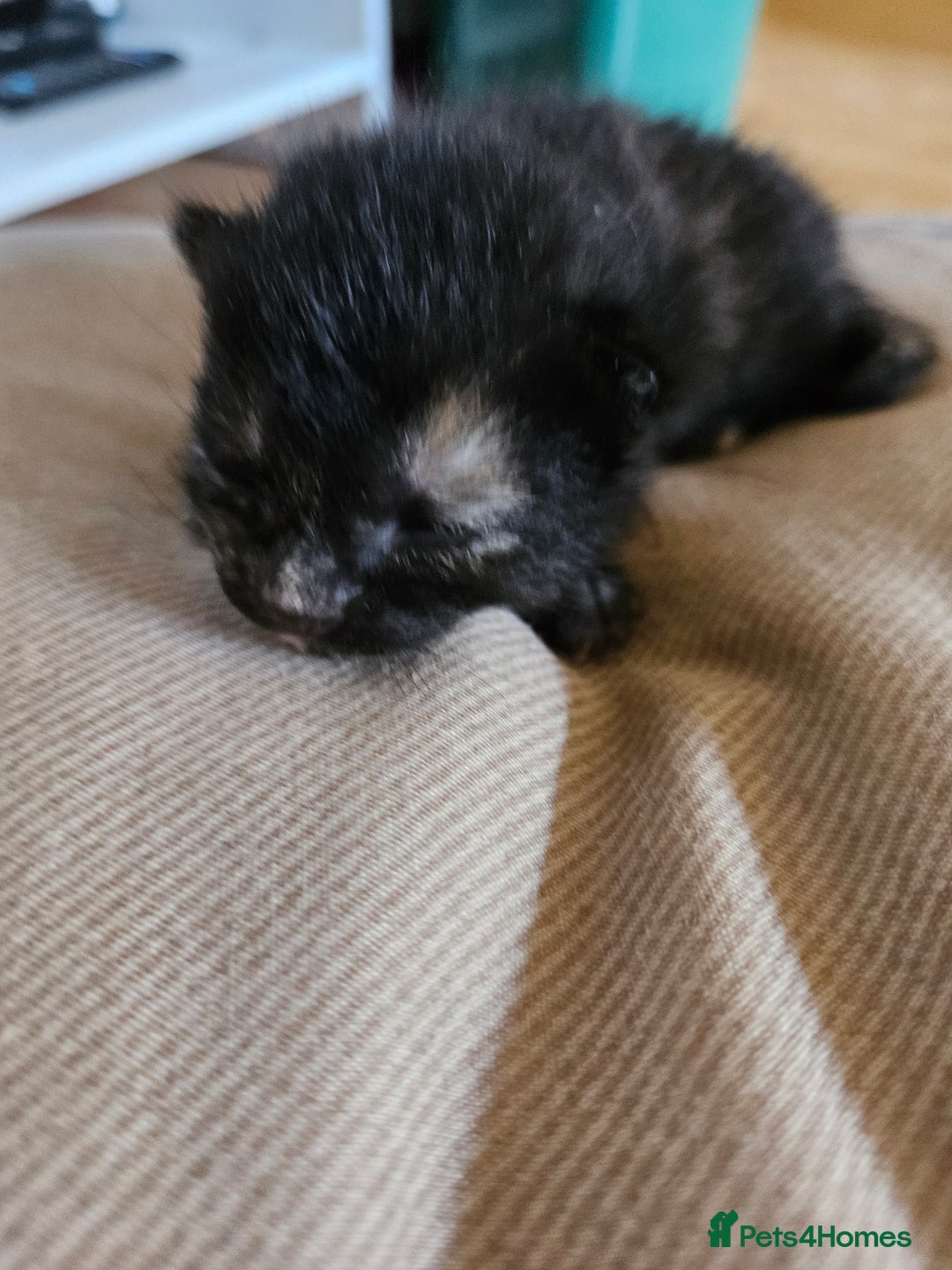 Mixed Breed cats for sale: 4 mixed breed kittens  - Image 5