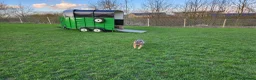 English Bulldog dogs for stud: Bulldog for stud  in Haverhill - Advert 9