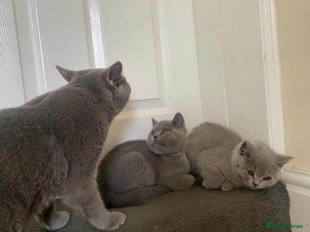 British Shorthair cats for sale: GCCF Active Championship line Blue & Lilac Kittens - Image 39