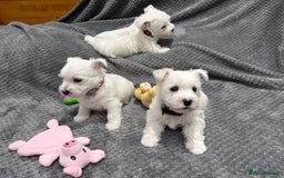 West Highland Terrier dogs for sale: KC REGISTERED Boys & Girl available - Image 6