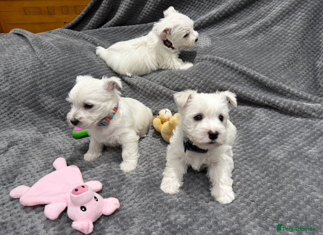 West Highland Terrier dogs for sale: KC REGISTERED Boys & Girl available - Image 6