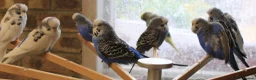 Budgerigars birds for sale: Budgies  in Sleaford - Advert 27