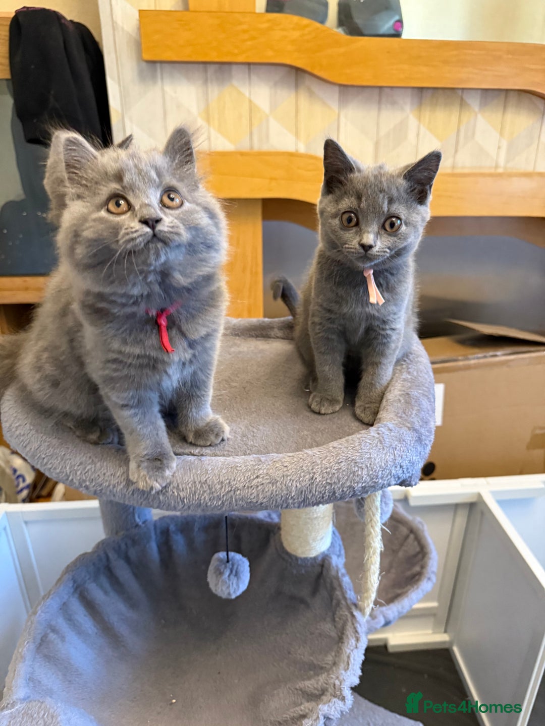 British Shorthair cats for sale: Stunning British ShortHair kittens GCCF registered - Image 10
