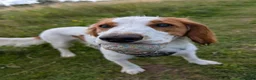 Cocker Spaniel dogs for sale: Wallace/Wally - Advert 4