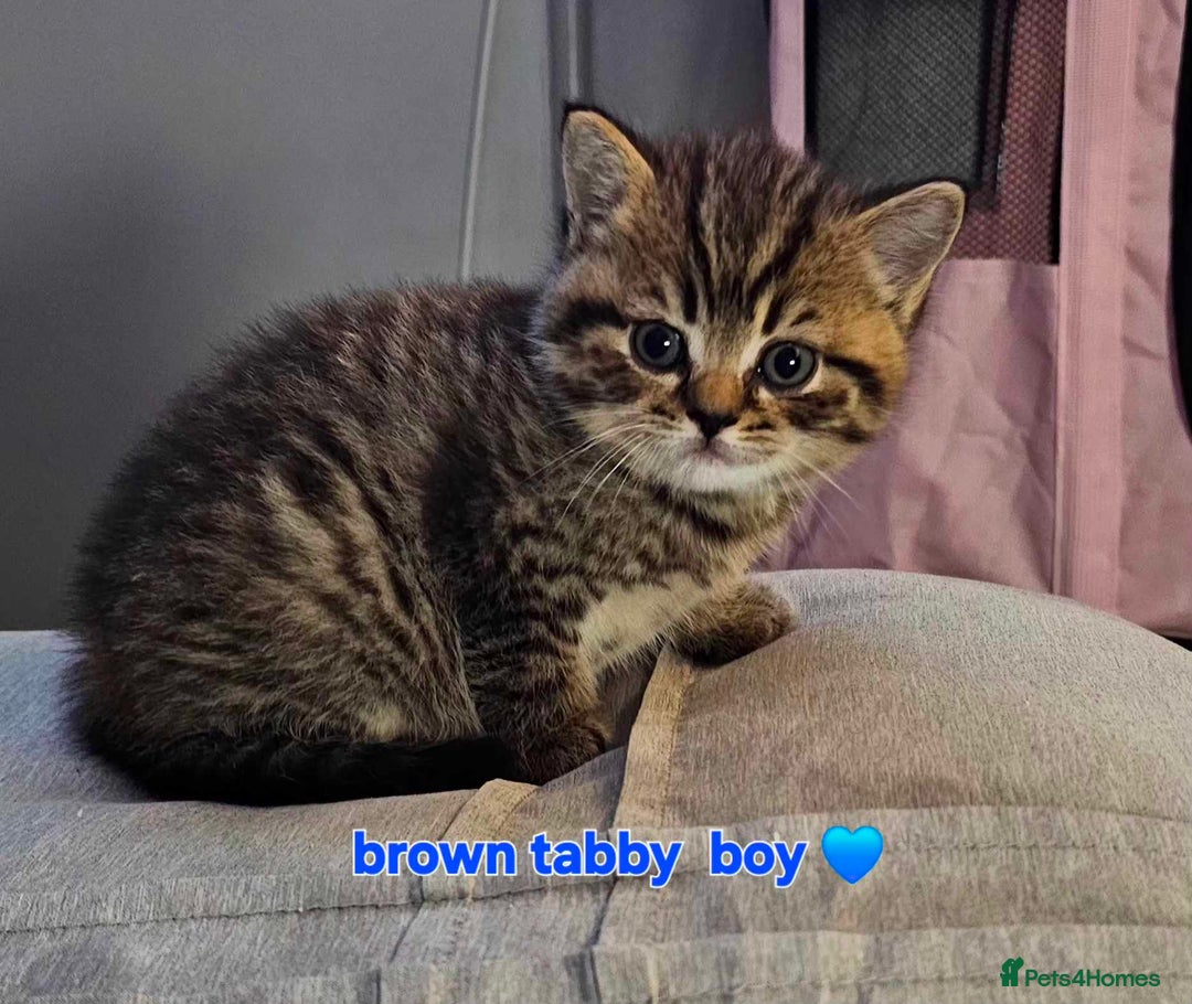 British Shorthair cats for sale: Stunning shorthairs  - Advert 9