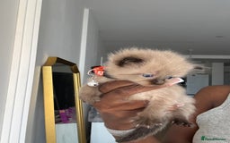 Ragdoll cats for sale:  Gorgeous fluffy chocolate ragdoll kittens🐾🥹 - Image 17