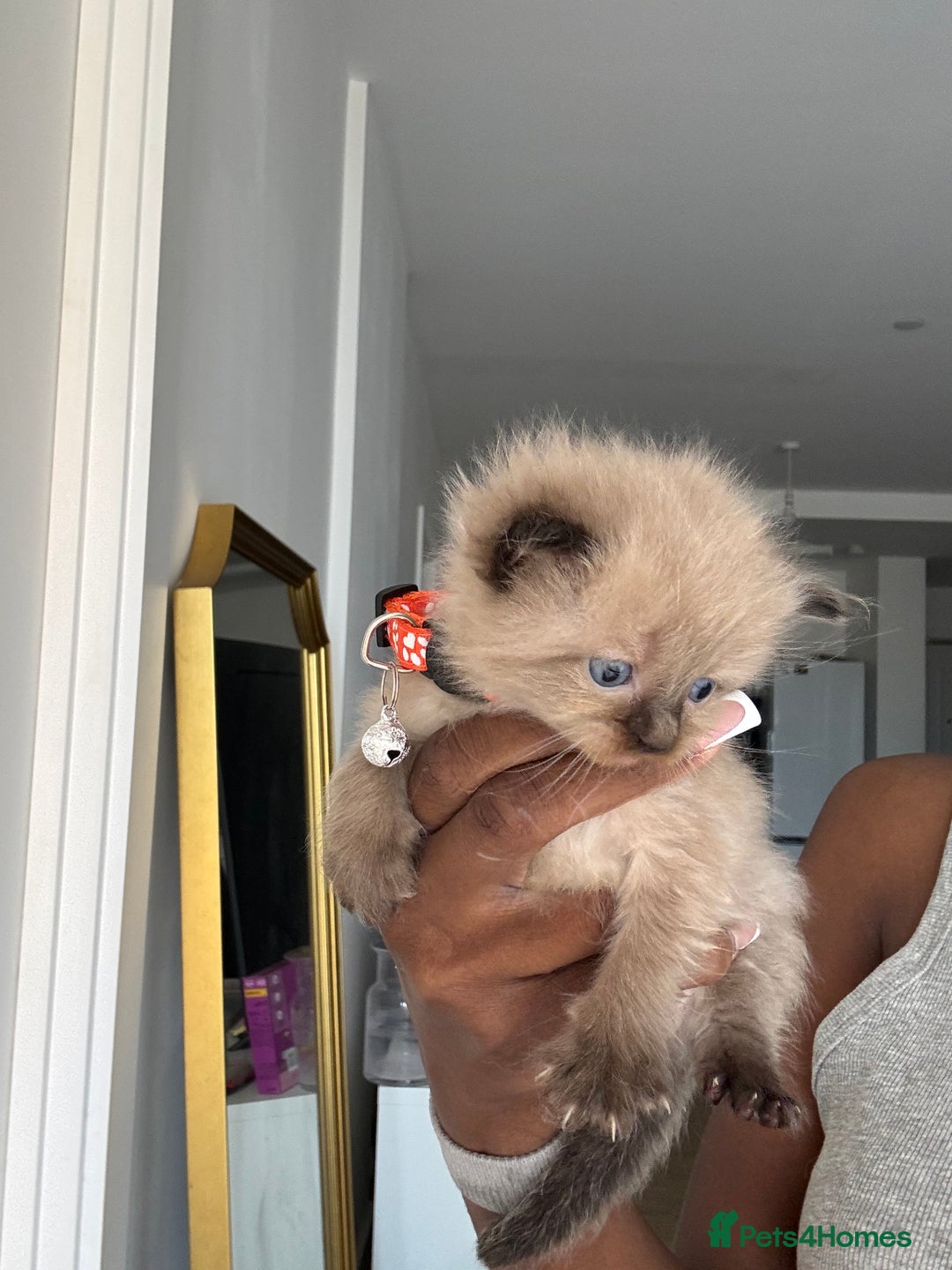 Ragdoll cats for sale:  Gorgeous fluffy chocolate ragdoll kittens🐾🥹 - Image 17