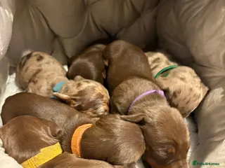 Dachshund dogs 6 mini dachshunds looking for there forever home - Advert 6