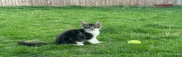 Maine Coon cats for sale: Beautiful Maine Coon Kittens – Born 19 June 2026 - Advert 5
