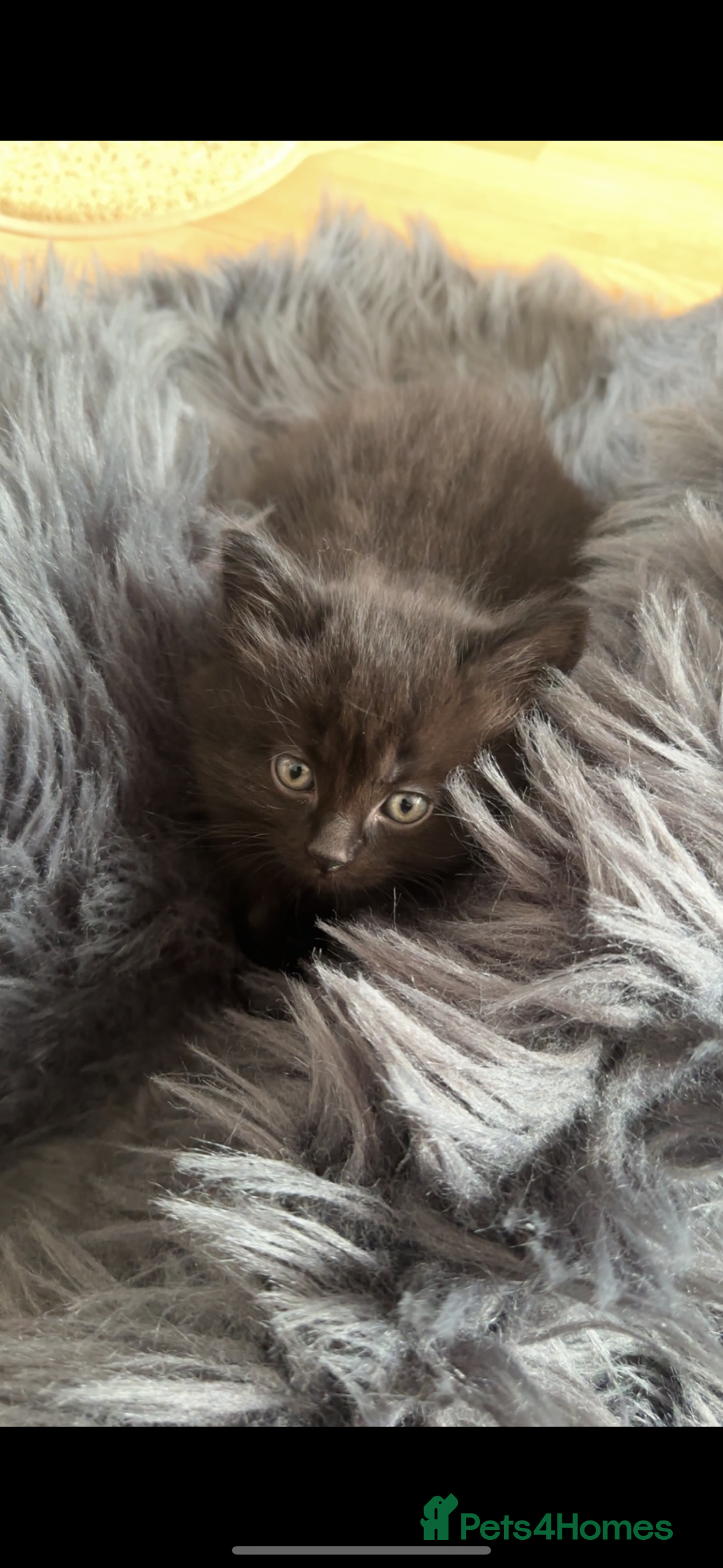 British Longhair cats for sale: DISABLED British long hair kitten - Advert 3