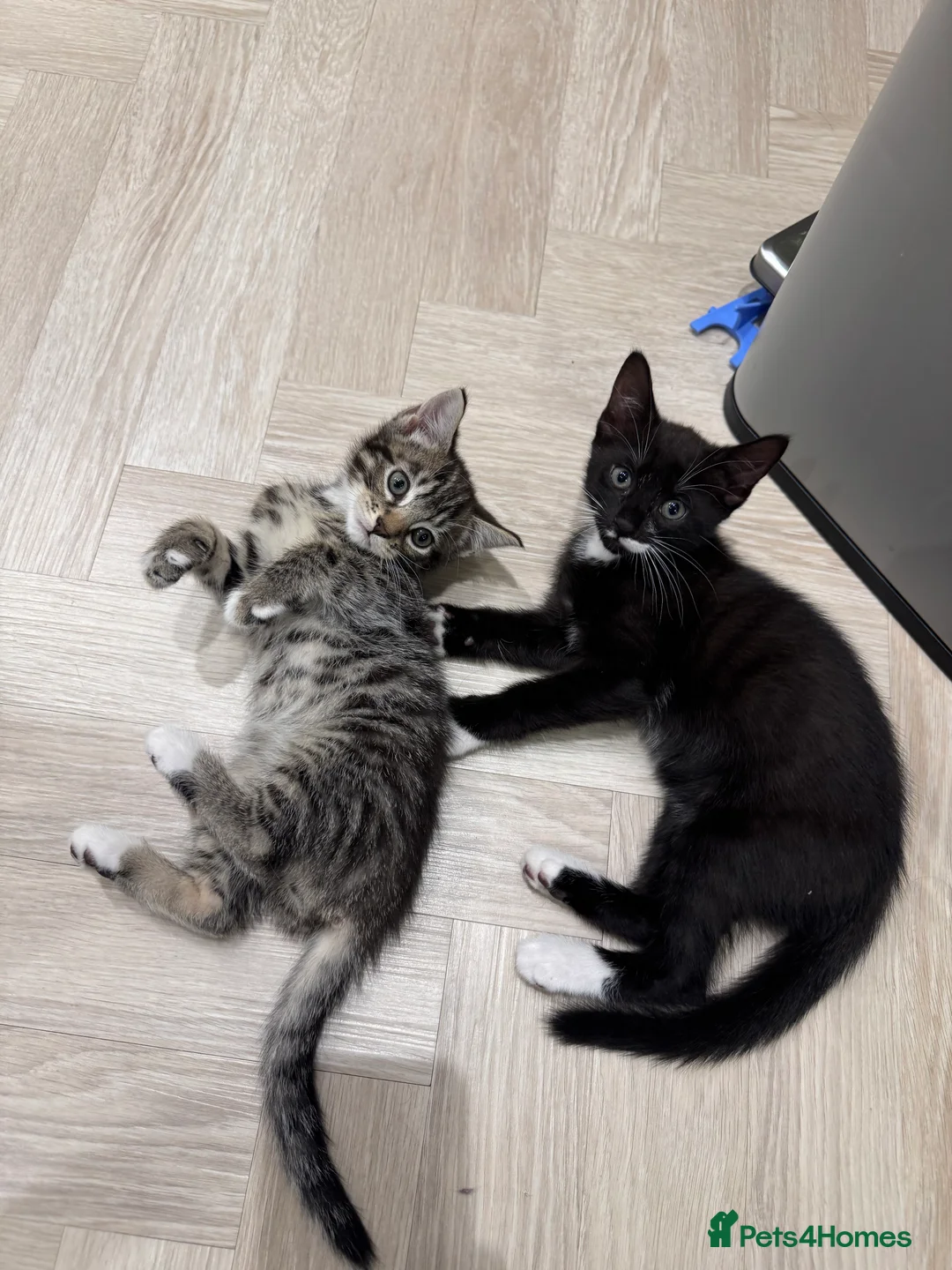 Mixed Breed cats for sale: Wonderful tabby and black kittens to go together  - Advert 2