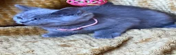 Mixed Breed cats for sale: 🏆GCCF Elizabeth (Ragdoll) x Toras (BSH) kittens🐾 - Advert 20