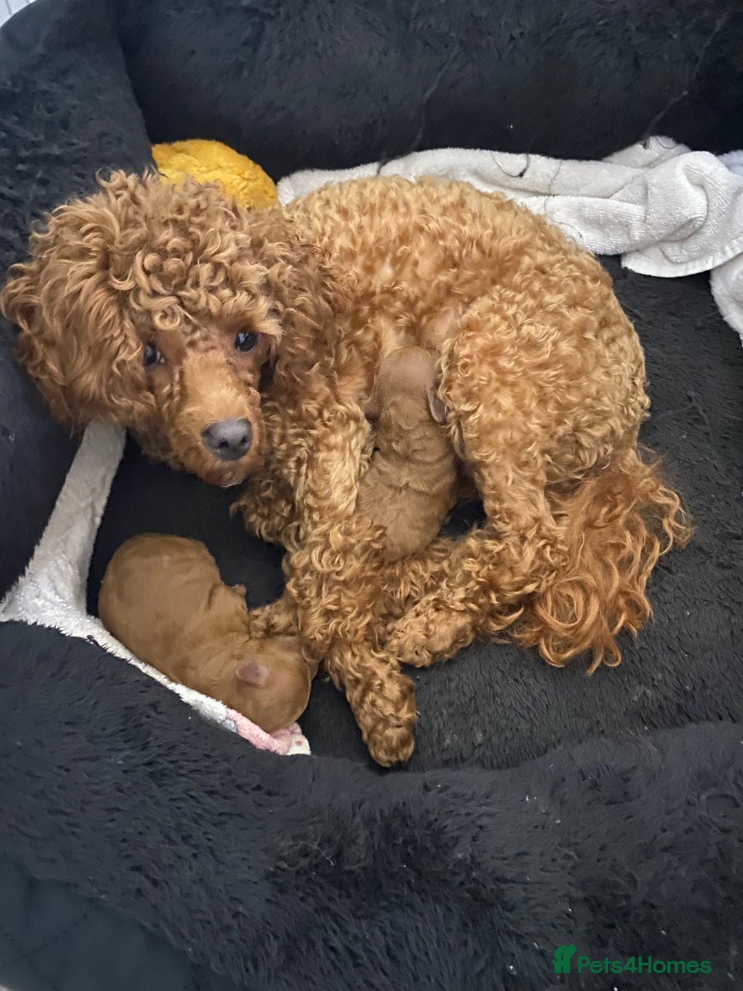 Toy Poodle dogs for sale: Toy poodle  - Advert 5