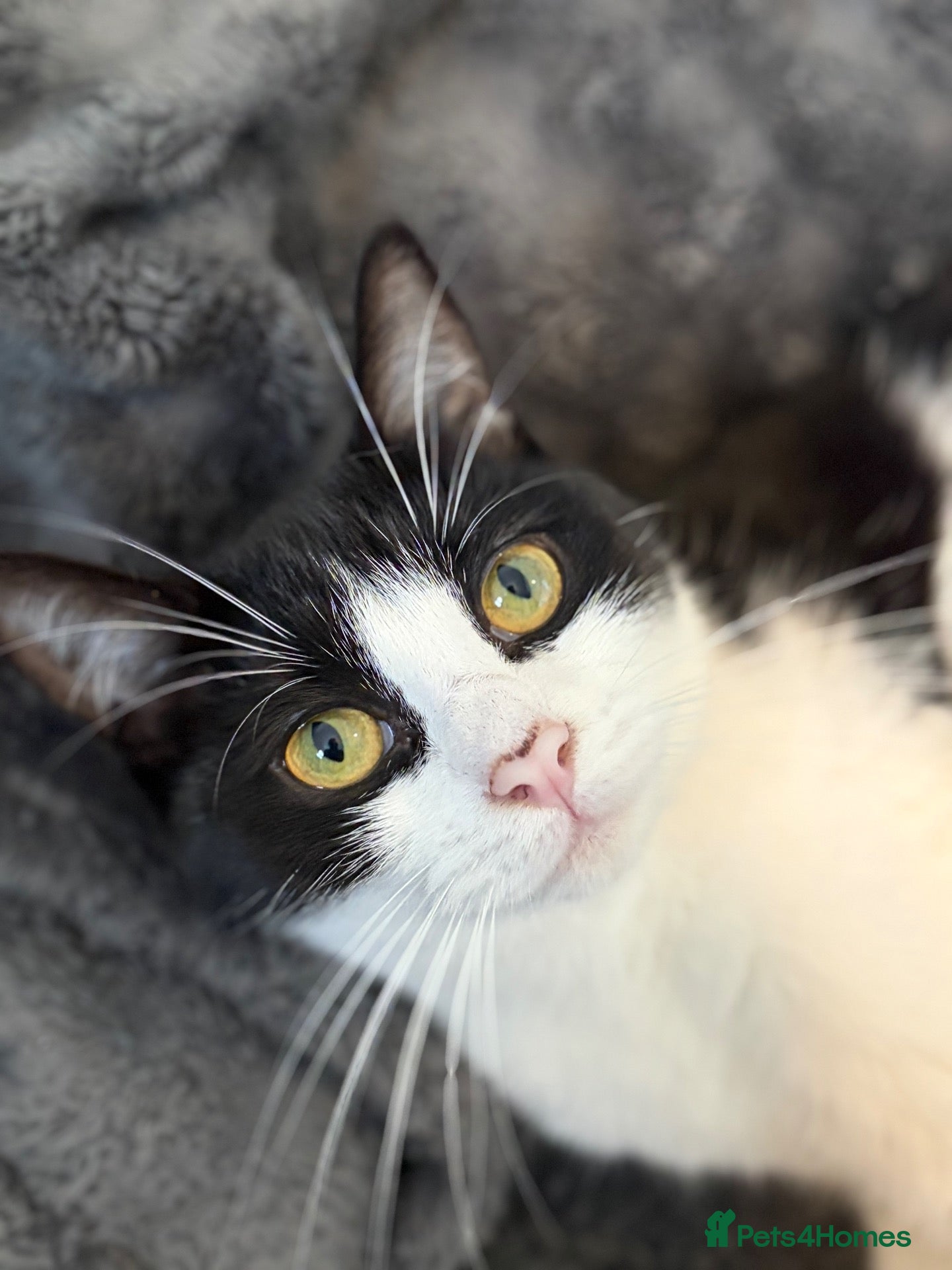 Mixed Breed cats Gorgeous cat - Advert 5