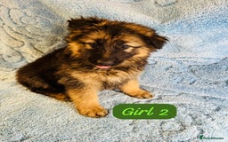 German Shepherd dogs for sale: German shepherd puppies  - Image 8