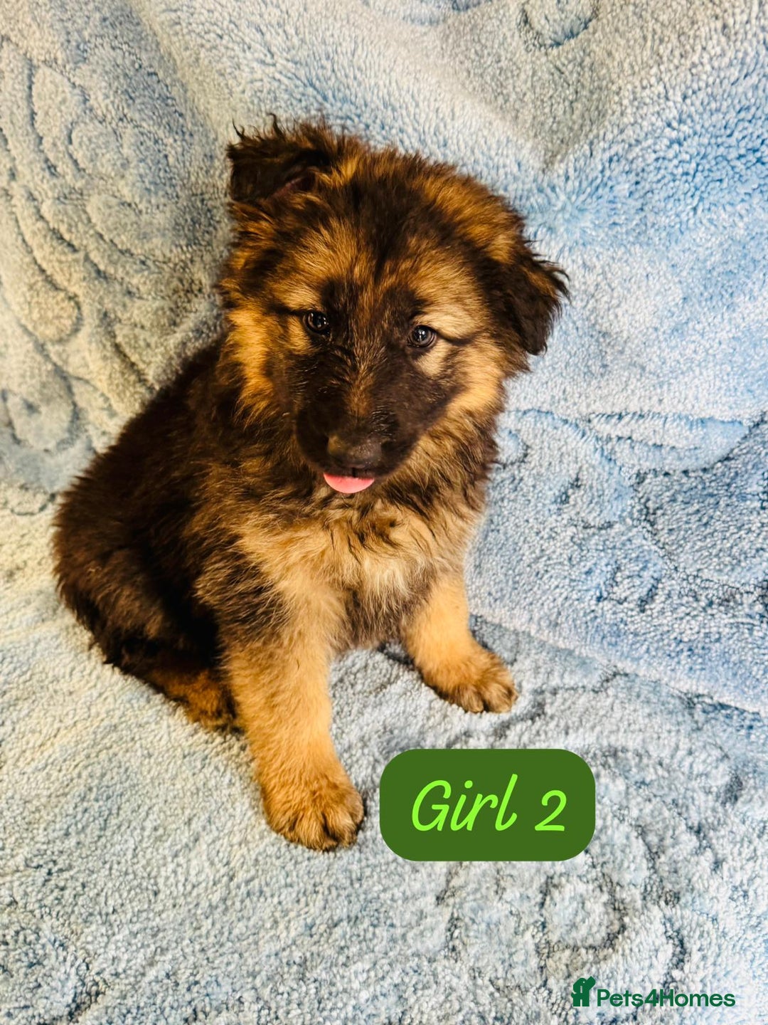 German Shepherd dogs for sale: German shepherd puppies  - Image 8
