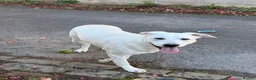 Mixed Breed dogs for sale: Labrador cross staffy in Blackpool - Advert 4
