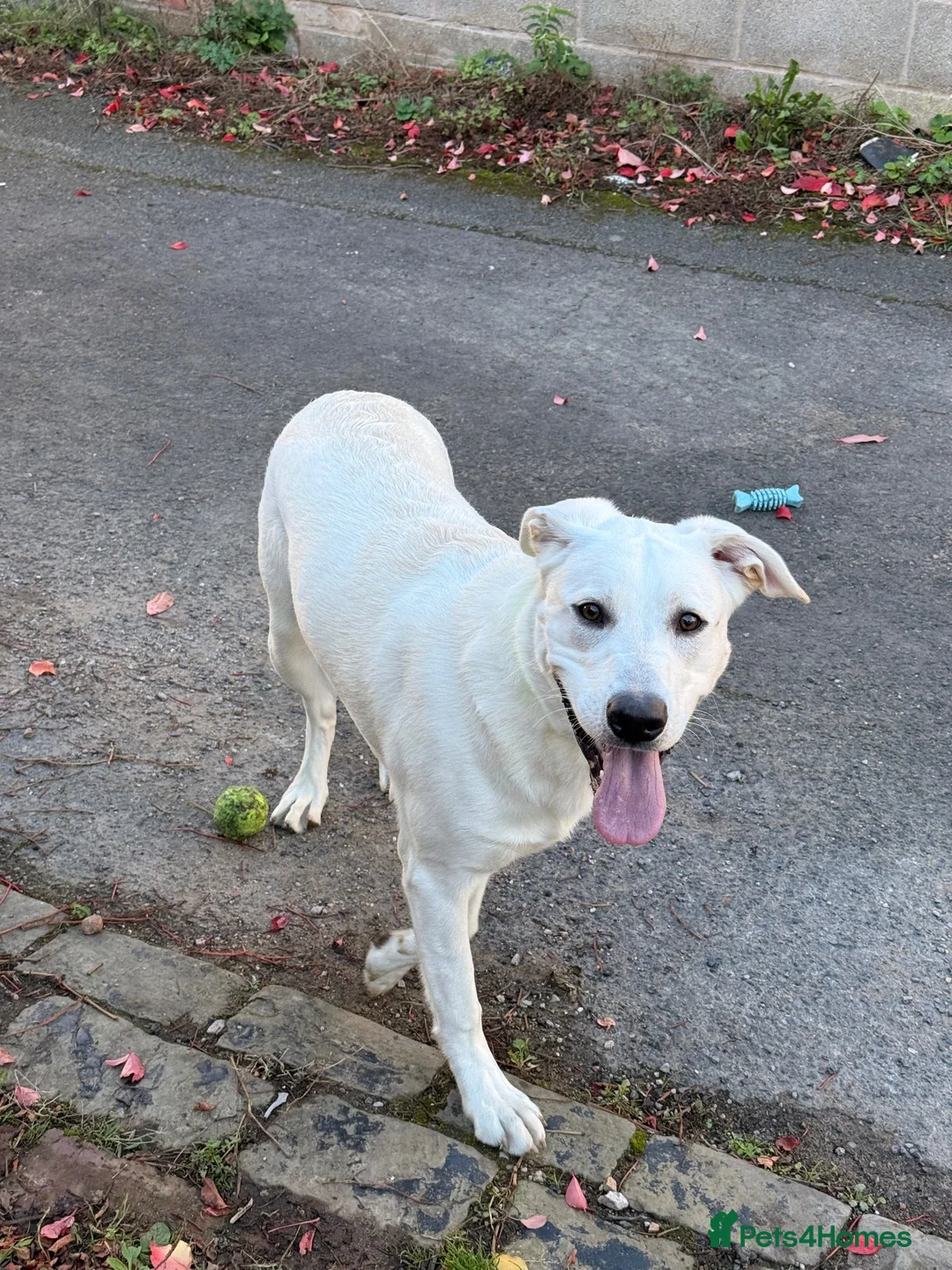 Mixed Breed dogs for sale: Labrador cross staffy in Blackpool - Advert 4