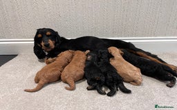 Cockapoo dogs for sale: ADORABLE COCKAPOO PUPPIES BOTH PARENTS ARE HERE  - Image 4