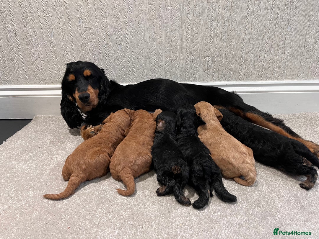 Cockapoo dogs for sale: ADORABLE COCKAPOO PUPPIES BOTH PARENTS ARE HERE  - Image 4