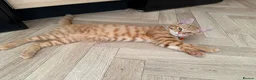 Mixed Breed cats for sale: ** 2 ginger Girls & 3 pure white girls ** - Advert 3