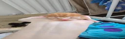 Domestic Shorthair cats for sale: 5 beautiful kittens - Advert 22