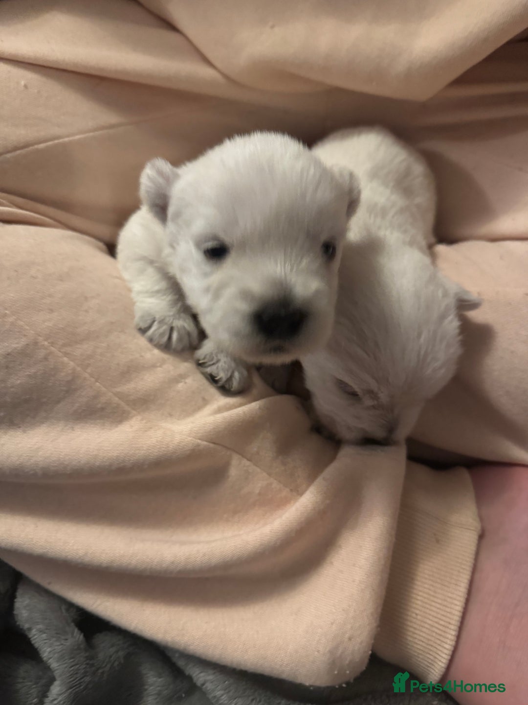 Mixed Breed dogs for sale: westie /wauzers - Advert 10