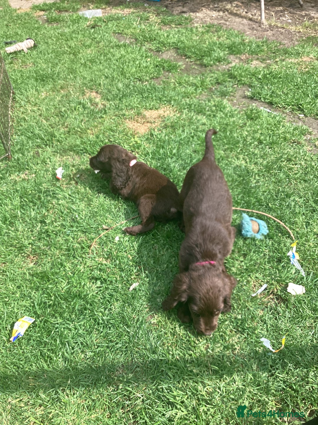 Cocker Spaniel dogs for sale: Cocker spaniel puppys ready now - Image 7