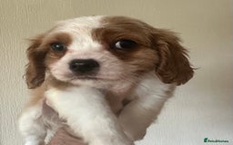 Cavalier King Charles Spaniel dogs for sale: Blenheim Cavalier Girl - Image 5