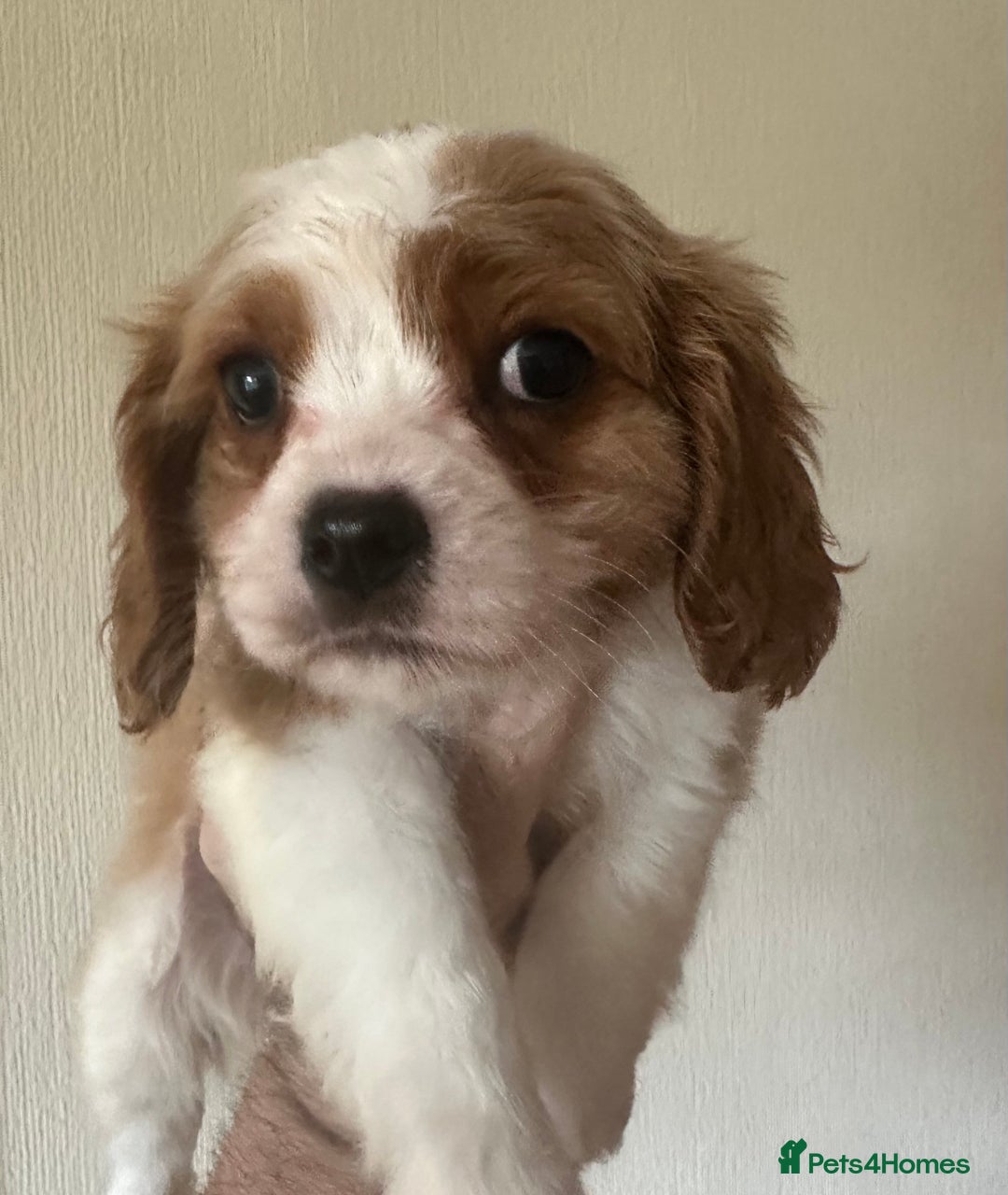 Cavalier King Charles Spaniel dogs for sale: Blenheim Cavalier Girl - Image 5