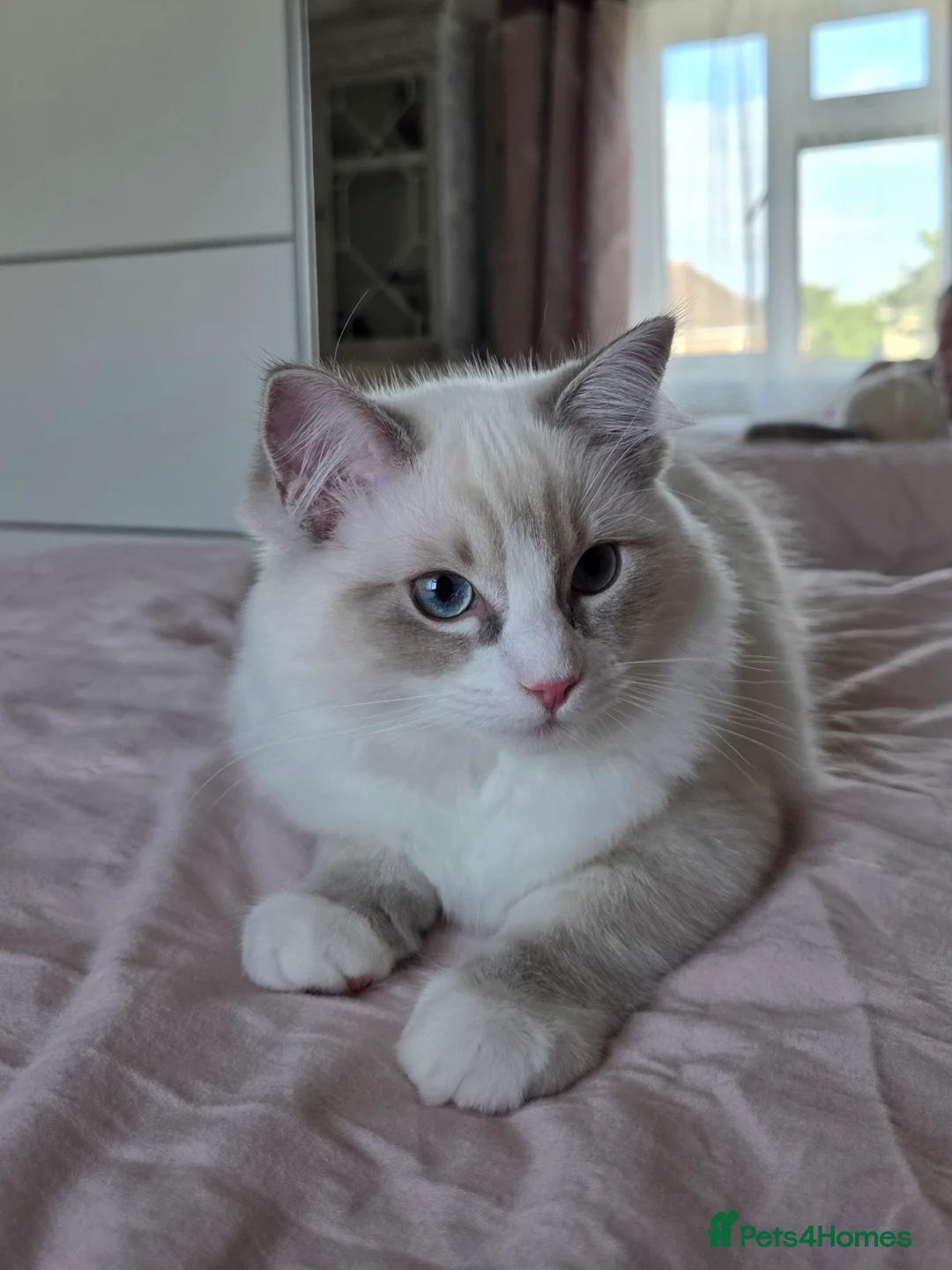 Ragdoll cats for sale: Ragdoll kittens are looking for forever home  - Advert 1