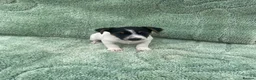 Jack Russell dogs for sale: Miniature Jack Russell puppies - Advert 12