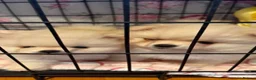 Pomeranian dogs for sale: Pomeranian 6 weeks   - Advert 9